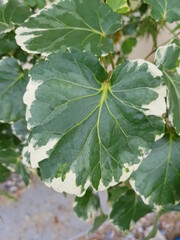 fig tree leaves