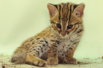 The appearance of a baby leopard cat is cute and adorable. This nocturnal mammal that lives in forest areas on the island of Java has the scientific name Prionailurus bengalensis.

