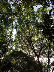 Obraz premium trees and sky