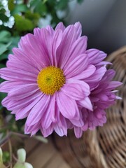 Fototapeta premium Close up of pink dahlia flower. Chrysanthemum Robinson
