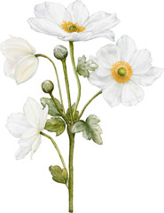 Watercolor of white anemones flower blooming