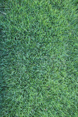 Fresh Green Grass at Summer Background.