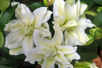 White Oriental Lily (Roselily/Lilyrose) Hybrid Flowers.
