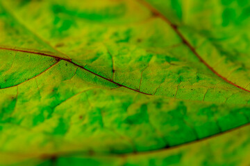 macro shot of an autumn maple leaf