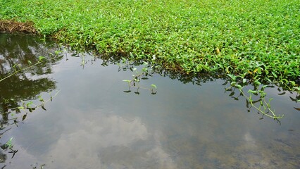 reeds in the lake