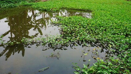 rice field
