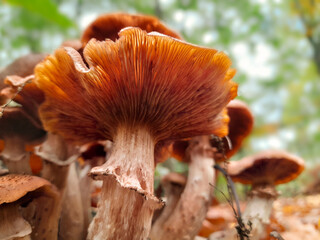 Form under the mushroom 