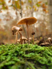 mushrooms in the forest