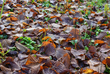 Texture of fallen leaves