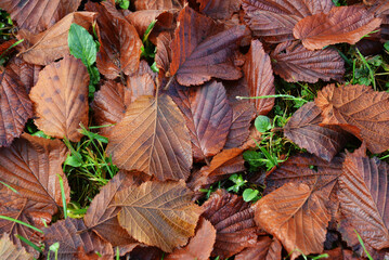 Texture of fallen leaves