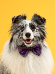 Funny portrait of a dog in a bow tie on a yellow background, studio shot