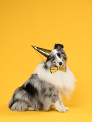 Funny portrait of a dog in a party hat and bow tie on a yellow background, studio shot