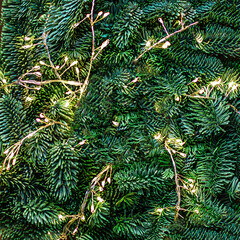 Christmas tree branches with golden lights garland as a  background  top view. Xmas pattern, Nature...