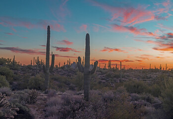 Desert Sunset Landscape With Saguaro Cactus Phoenix AZ