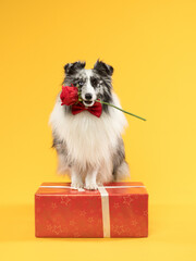 Funny portrait of a dog in a bow tie on a yellow background, studio shot