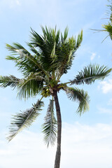 Fototapeta na wymiar Palmen am Strand von Pattaya, Thailand