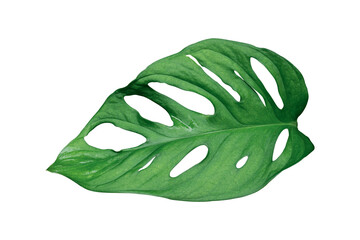 Monstera leaves Isolated on transparent background PNG file