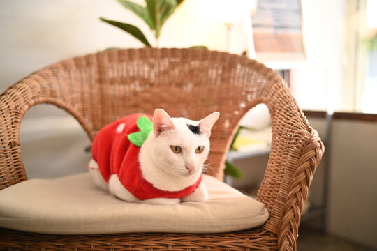 Cat wear red shirt on the chair