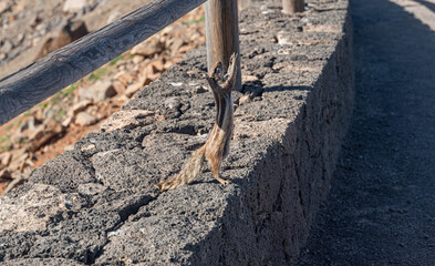 squirell in mounatins