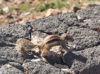 Obraz premium squirell in mounatins