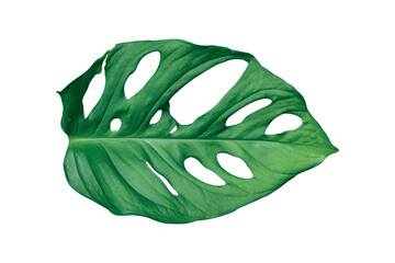 Monstera leaves Isolated on transparent background PNG file © banphote