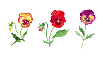 Pansies, red flowers, yellow pansy watercolor illustration, floral illustration , blossom 