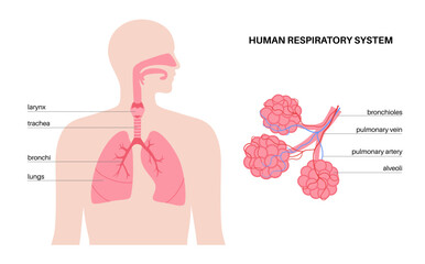 human respiratory system - 550018395