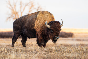American Bison on the High Plains of Colorado. Bull Bison. Bull Bison standing in a field at sunrise.