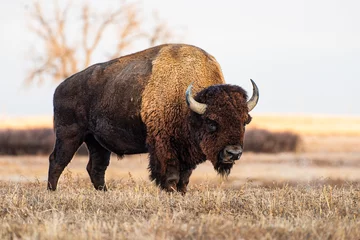 Foto auf Acrylglas American Bison on the High Plains of Colorado. Bull Bison. Bull Bison standing in a field at sunrise. © Gary