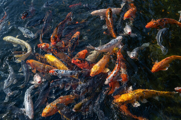 Fototapeta na wymiar koi fish in the pond