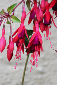 Campanillas rosas