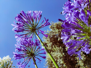 Flor agapanto