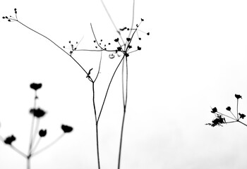 Paisaje floral en blanco y negro