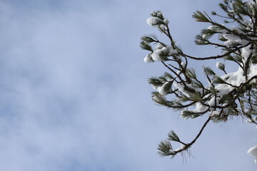 End needles of a pine tree covered in snow seen against a frosty blue white winter daytime sky (Valais, Switzerland)