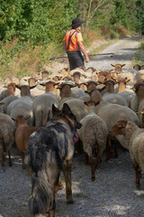 Pflege von Naturschutzgebieten durch die Wanderschäferei. 