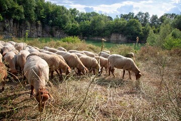 Pflege von Naturschutzgebieten durch die Wanderschäferei. 