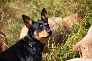 Pflege von Naturschutzgebieten durch die Wanderschäferei. 