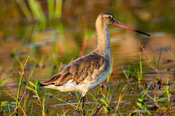 Godwits in Chilka lake in Odisha in India
