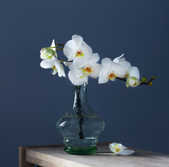 white orchid in vintage glass vase on wooden shelf on background blue wall