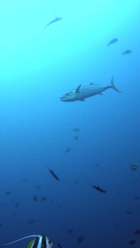 Vertical video of Dogtooth tuna (Gymnosarda unicolor) cruising around tropical fishes