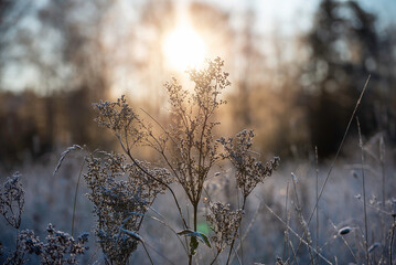 Frosty morning, Finland