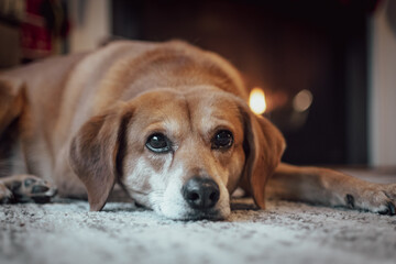 Rescue dog (lab / beagle) waiting on Christmas