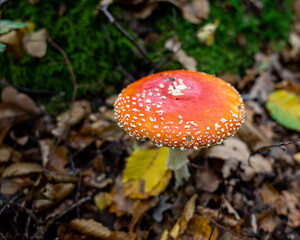 Amanita muscaria (Amanite tue-mouches or fausse oronge) Dangerous mushrooms