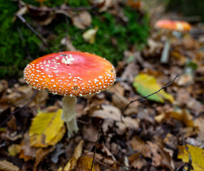 Amanita muscaria (Amanite tue-mouches or fausse oronge) Dangerous mushrooms
