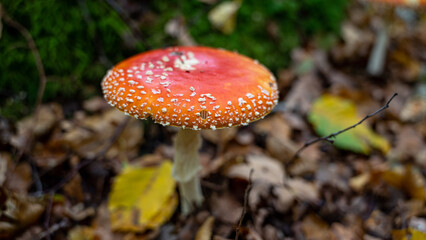 Amanita muscaria (Amanite tue-mouches or fausse oronge) Dangerous mushrooms