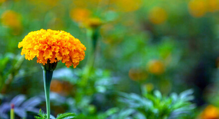 Marigold flowers in a field on a day without the sun agricultural field with blooming yellow marigoldflowers in the countryside