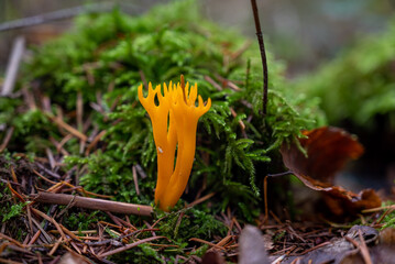 Calocère Calocera viscosa, un Dacrymycetes,slime calocere,Calocère visqueuse