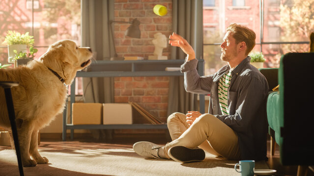 Young Adult Man Having Fun And Playing With His Golden Retriever Pet On A Living Room Floor. Dog Owner Training And Teasing His Canine Friend. Throwing A Ball At Home.