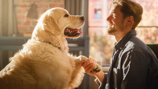 Young Adult Man Having Fun, Training His Golden Retriever Pet on a Living Room Floor. Handsome Happy Dog Owner Training with Animal, Shaking Dog's Paw. Human's Best Fluffy Friend.