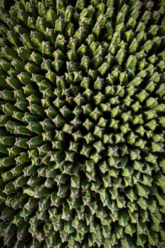 Cactus Garden From Above